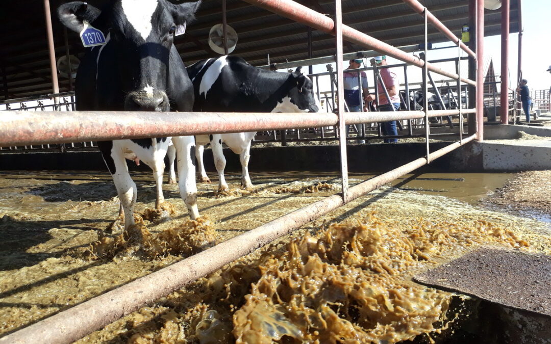 Cuando las lagunas de efluentes compiten con el suelo productivo