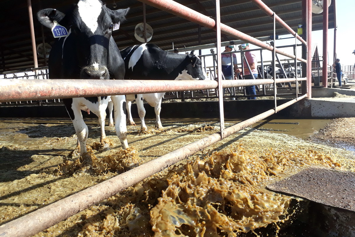 Cuando las lagunas de efluentes compiten con el suelo productivo