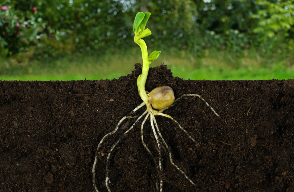 Germinación de semilla híbrida de colza y carinata