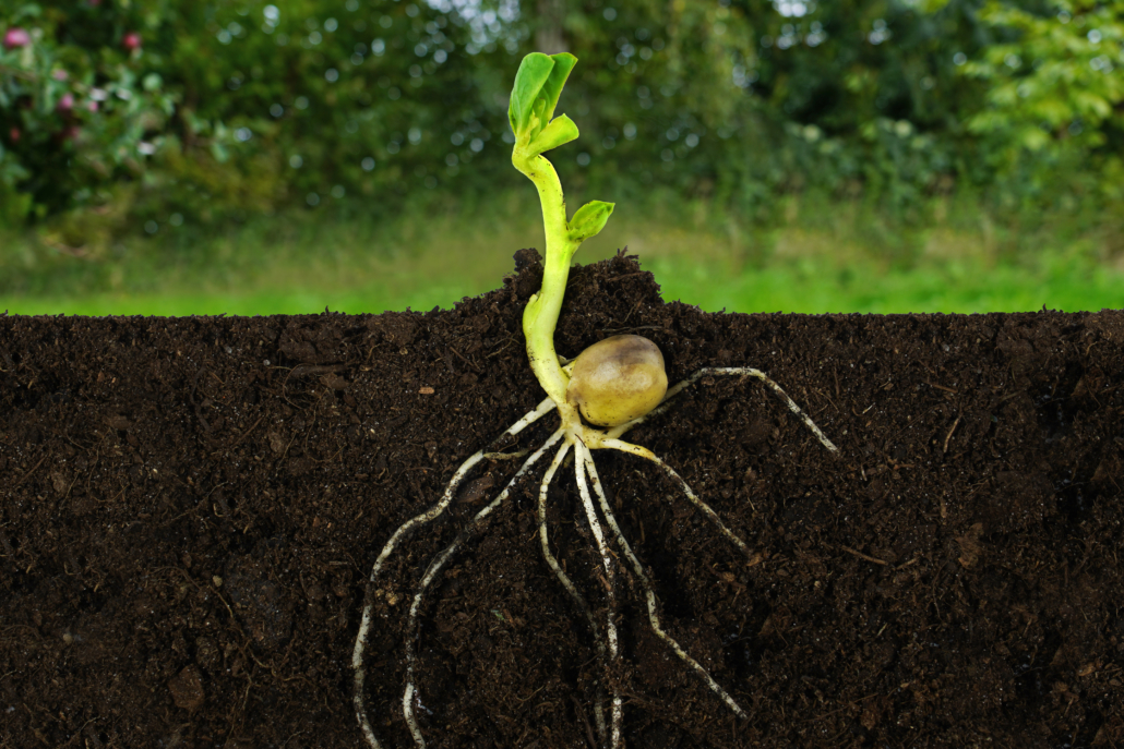 Germinación de semilla híbrida de colza y carinata