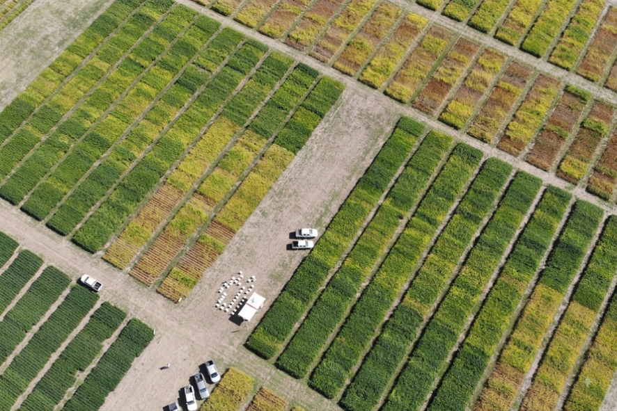 Genética en el cultivo de soja: qué variedades se destacan y cómo elegirlas