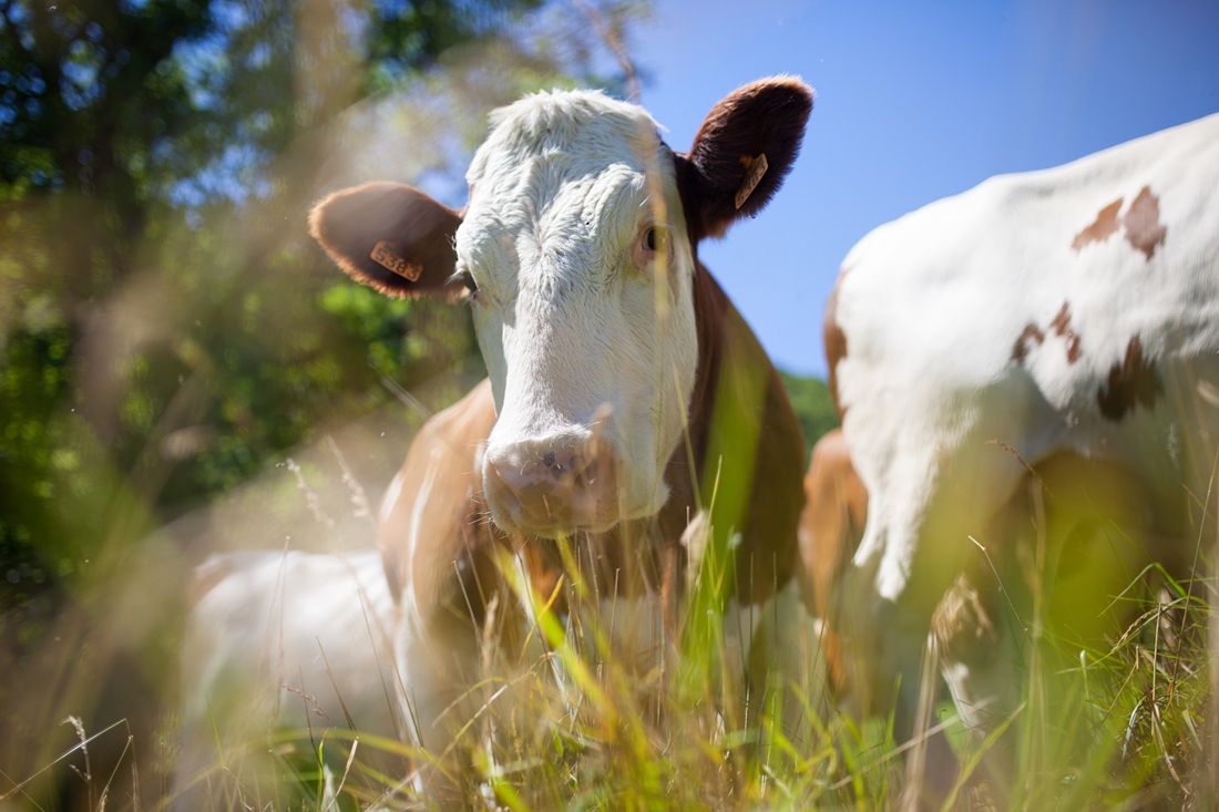 Lechería. Se requieren nuevos ajustes en las empresas