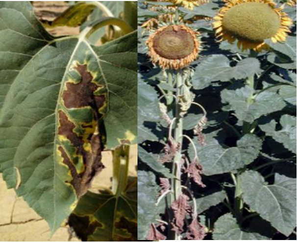 Girasol en Córdoba: qué enfermedades podrían ganar protagonismo en un Año Niño
