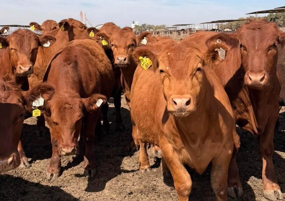 ACA obtiene la certificación internacional Welfair® de bienestar animal