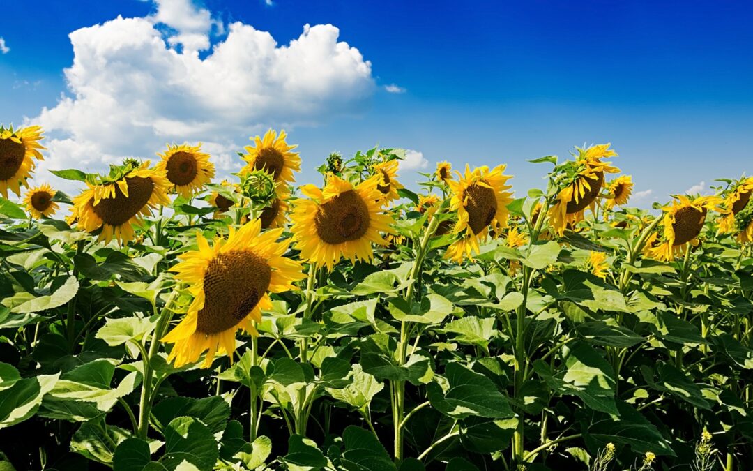 Mercado de Girasol: Fundamentos Globales y Perspectivas en Argentina