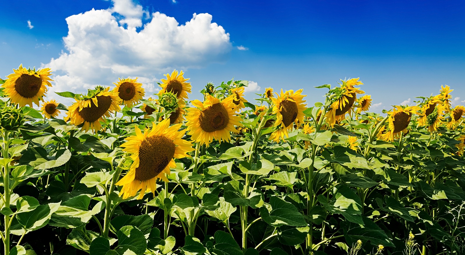 Mercado de Girasol: Fundamentos Globales y Perspectivas en Argentina